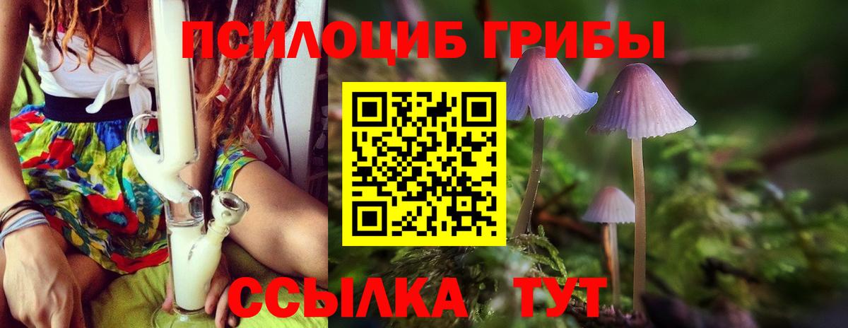 Псилоцибиновые грибы Psilocybine cubensis Прокопьевск